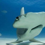 Hammerhead