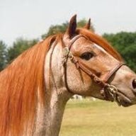 Apocalypse Horse